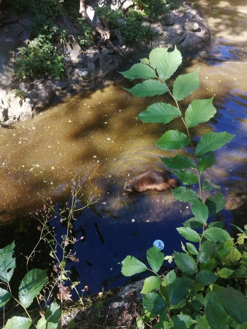 Wolverine,2020-08-19