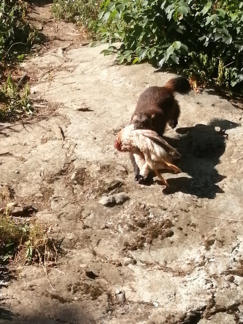 Wolverine, 2020-08-19