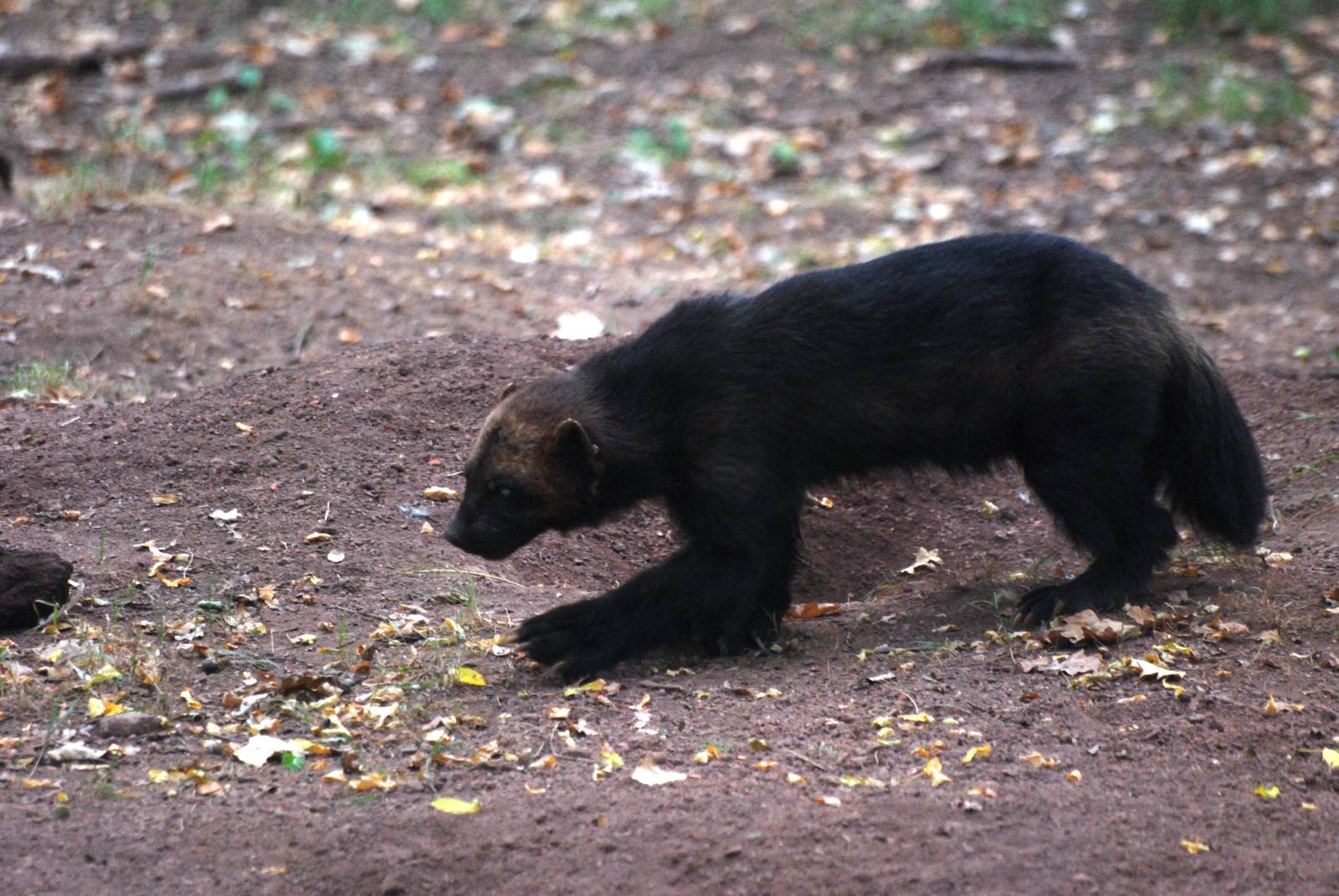 Wolverine at Chomutov, 30/08/12