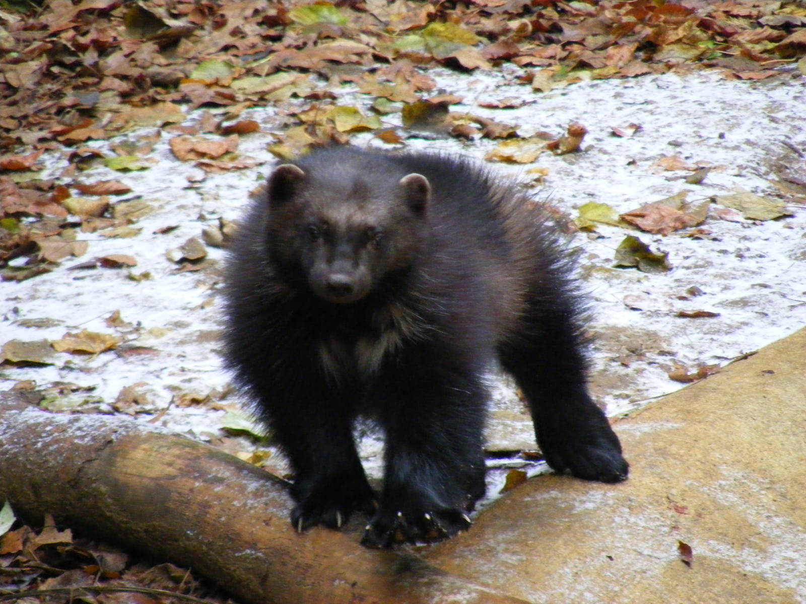 Wolverine at Cotswold Wildlife Park, 27 November 2010