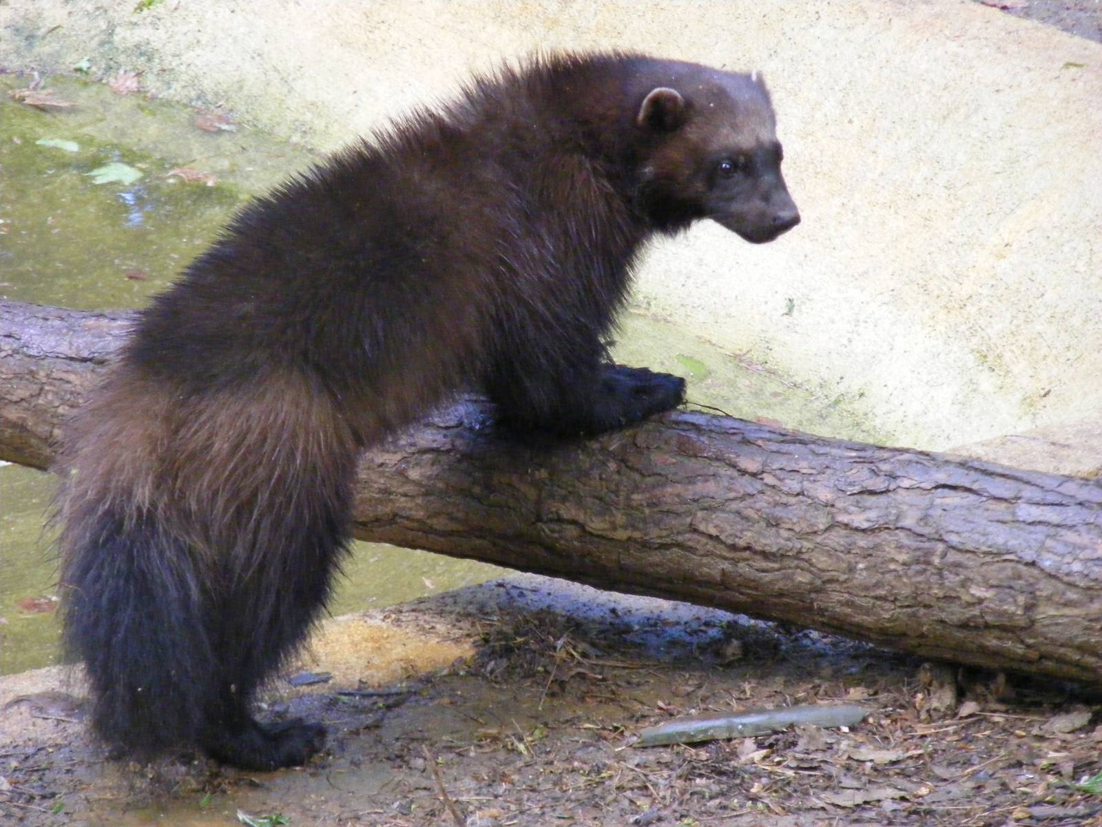Wolverine at Cotswold Wildlife Park, 3 May 2010