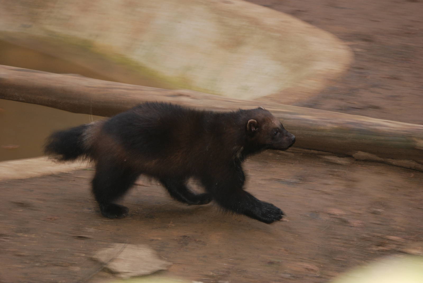 Wolverine at Cotswold WP, 05/03/11