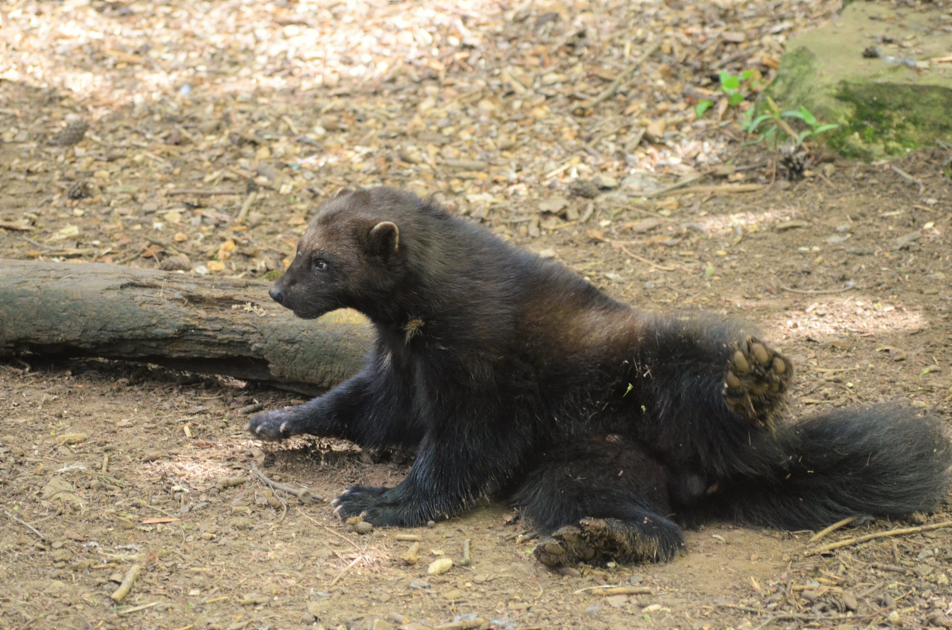 Wolverine at Cotswold WP, 22/04/17