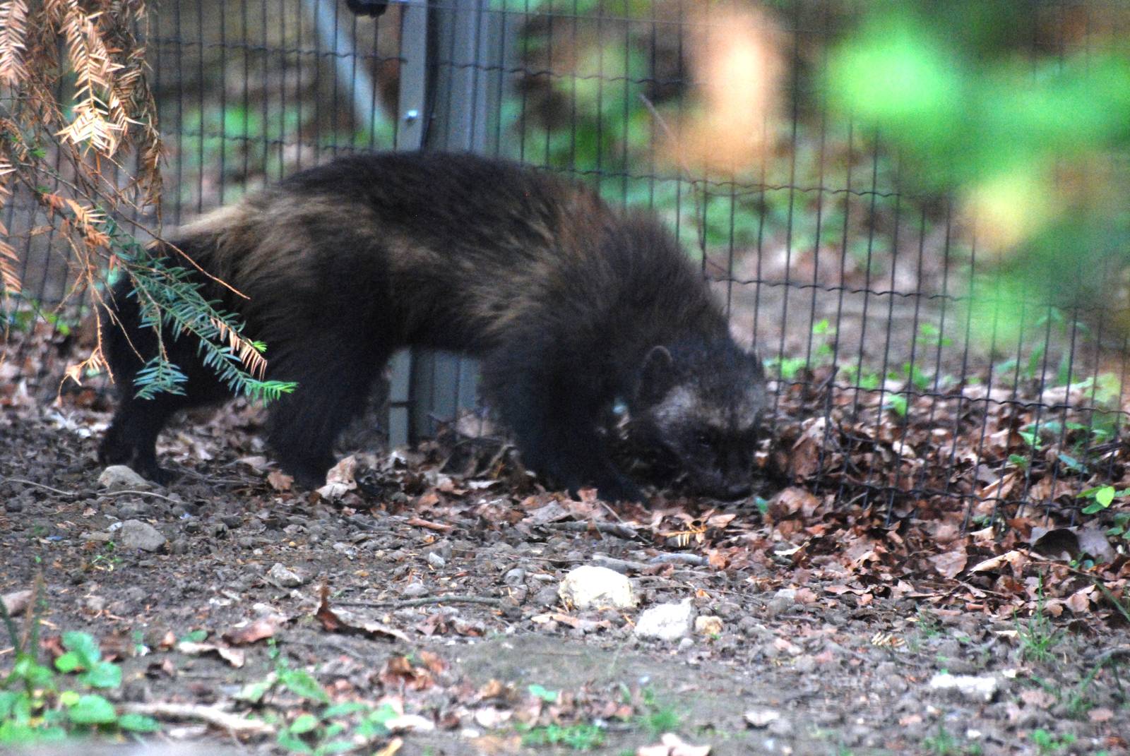 Wolverine at Osnabrück, 03/06/12