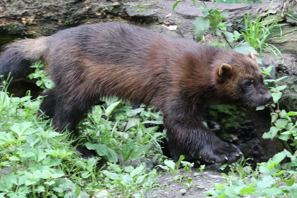 Wolverine at Skansen 30th August 2016