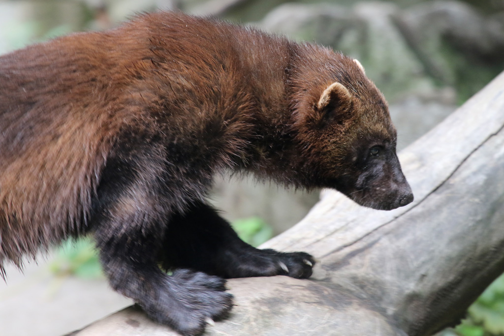 Wolverine at Skansen 30th August 2016