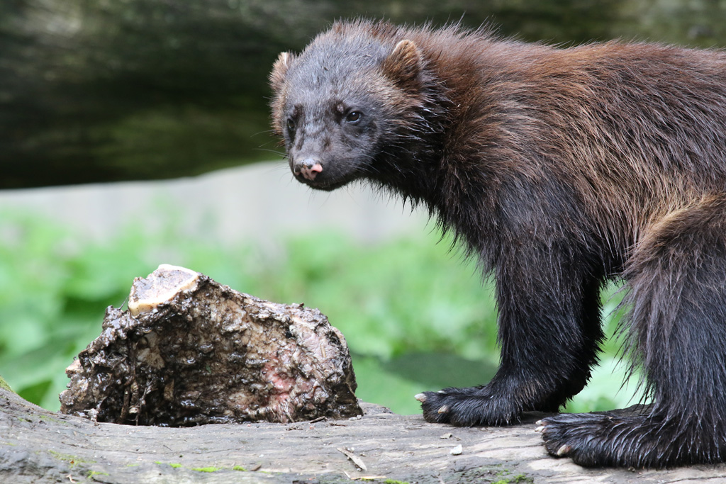 Wolverine at Skansen 30th August 2016