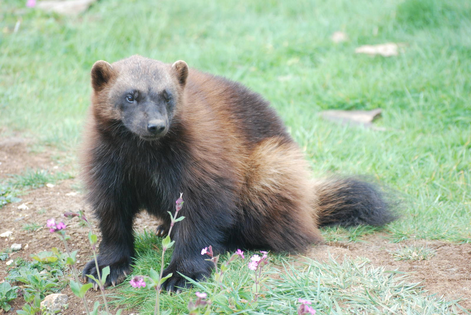 Wolverine at Whipsnade 08/05/11
