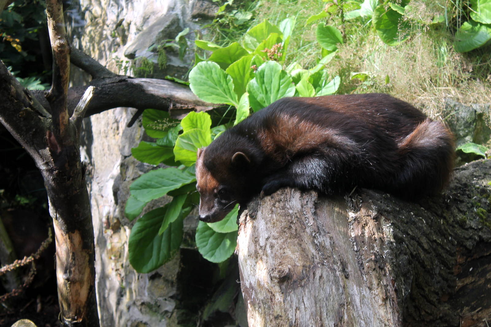 Wolverine - August 2012