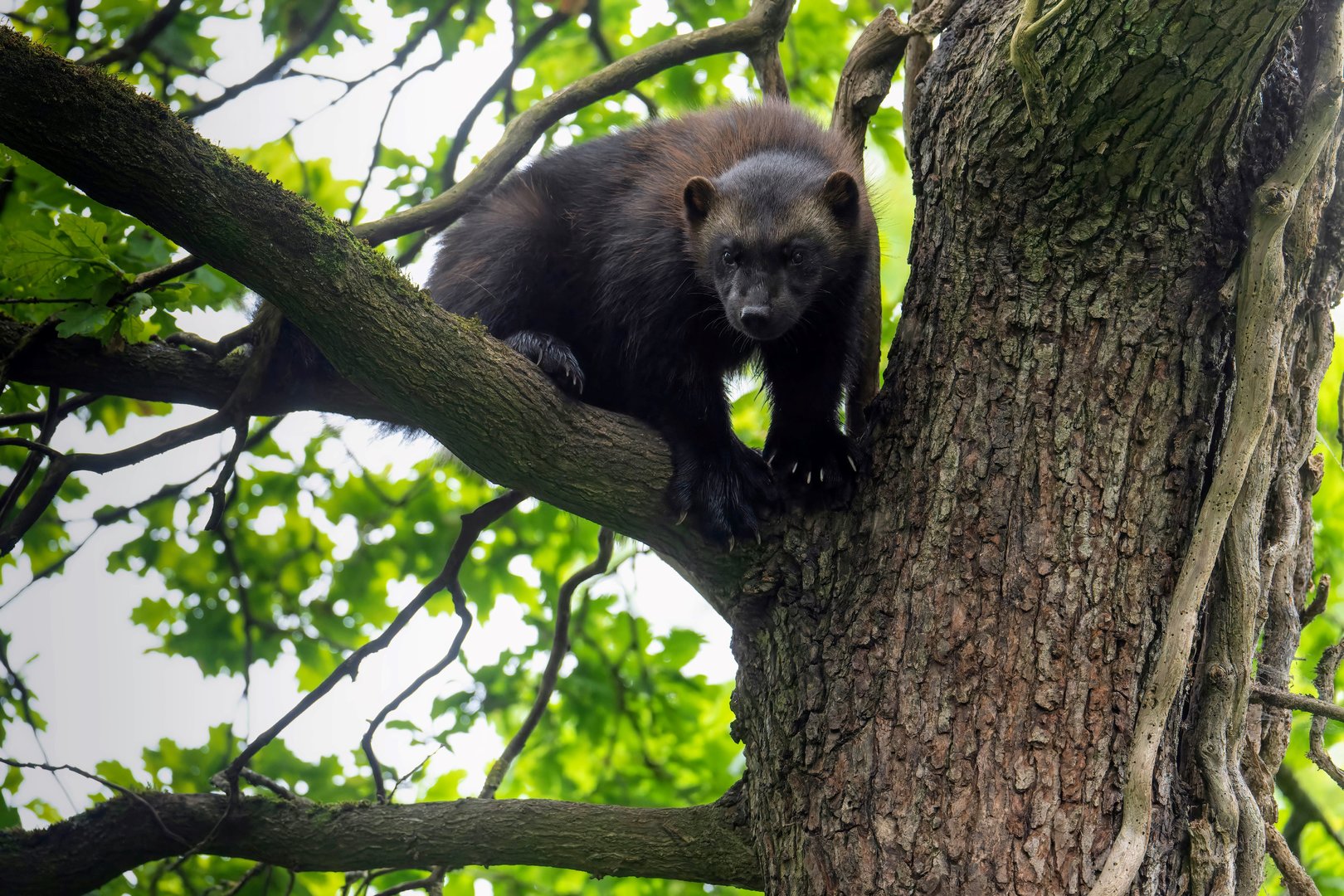 Wolverine, Bristol Zoo Project / Wild Place, UK