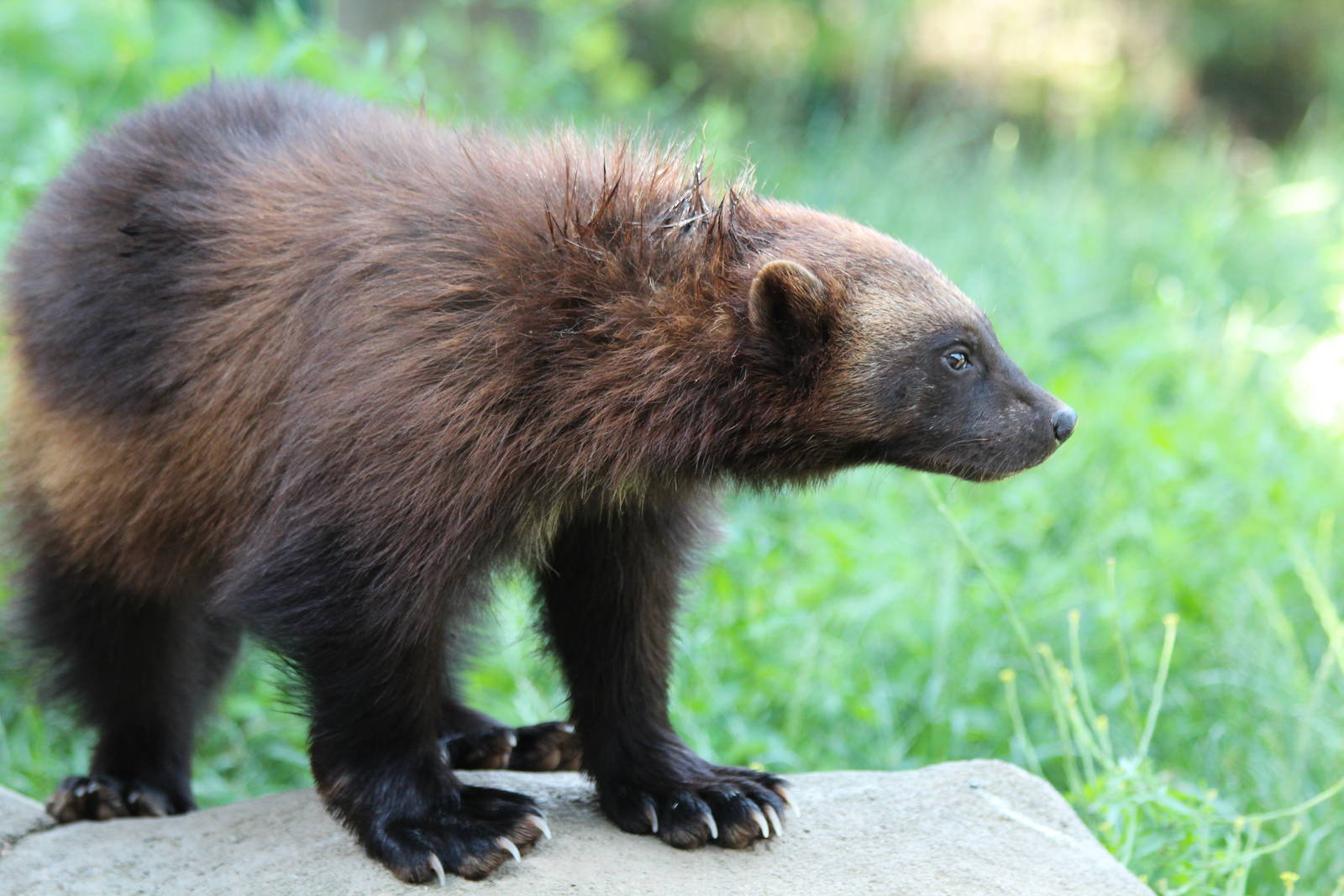 Wolverine - Brno Zoo, July 2013