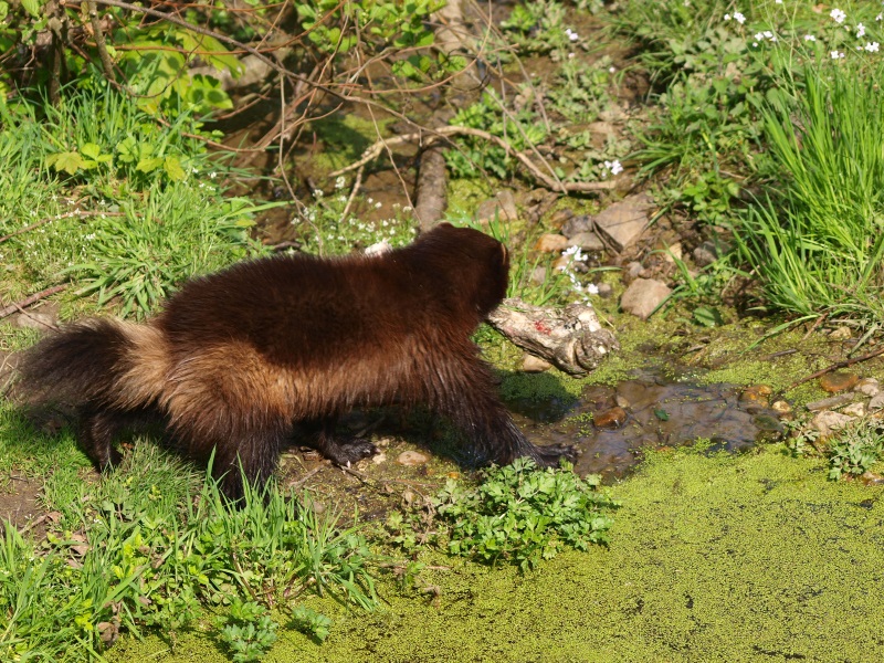 Wolverine burying bone (May 2nd, 2015)