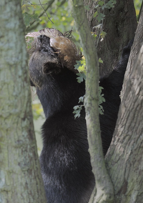Wolverine caching a chicken