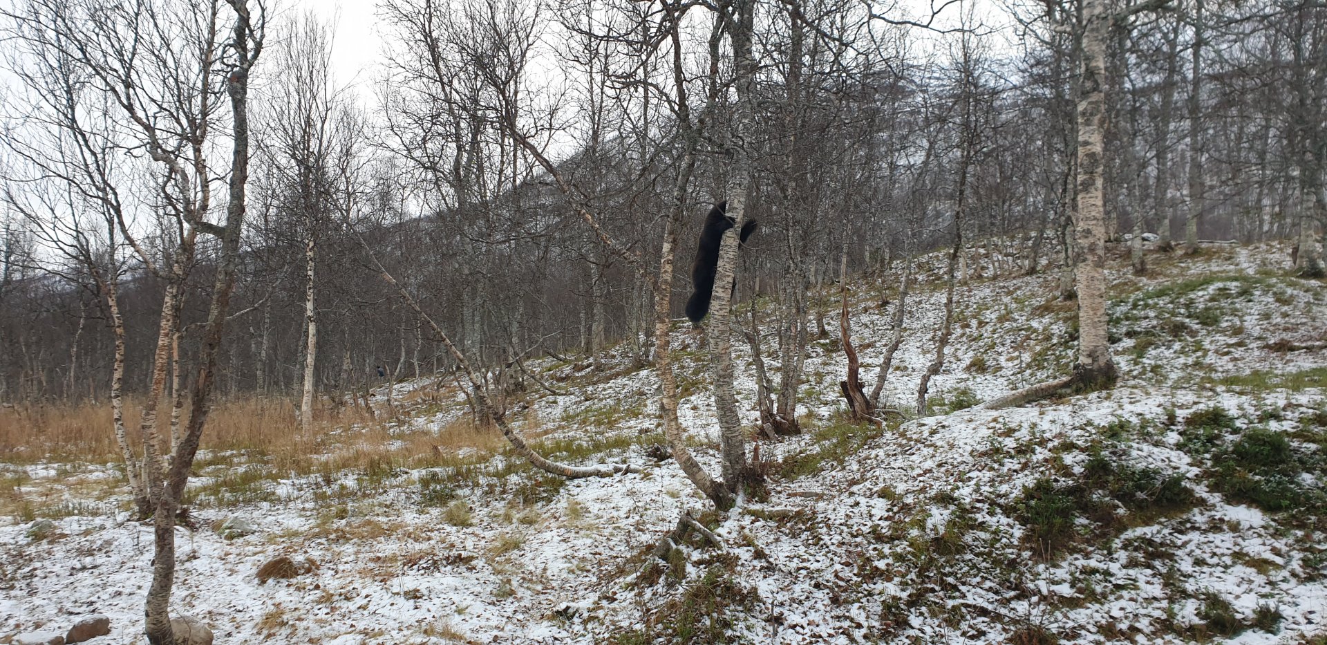 Wolverine climbing tree