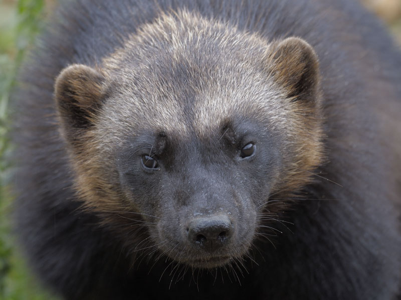 Wolverine closeup