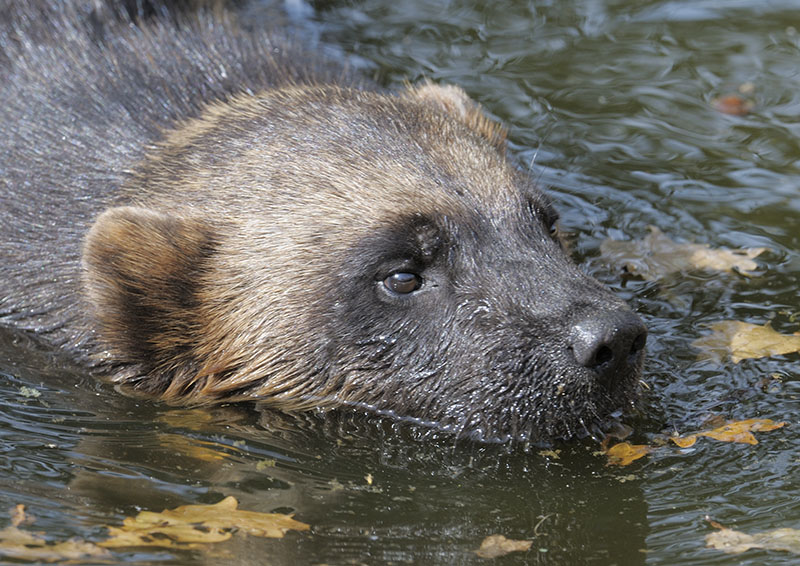 Wolverine cooling off