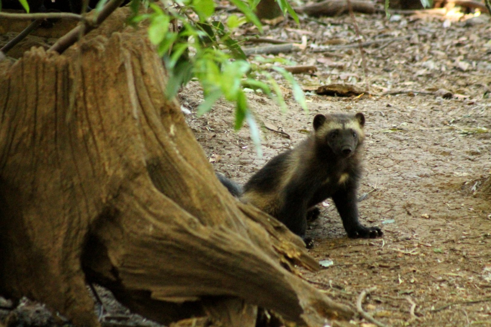 Wolverine Cub - 24th June