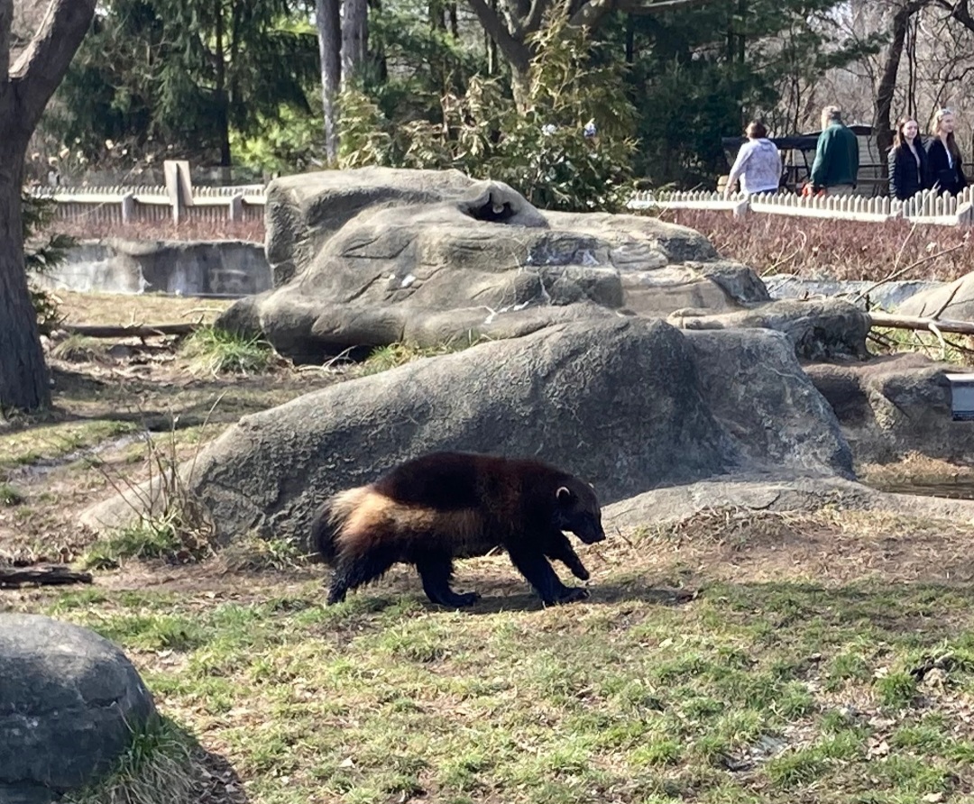 Wolverine dashing by (3/3/24)