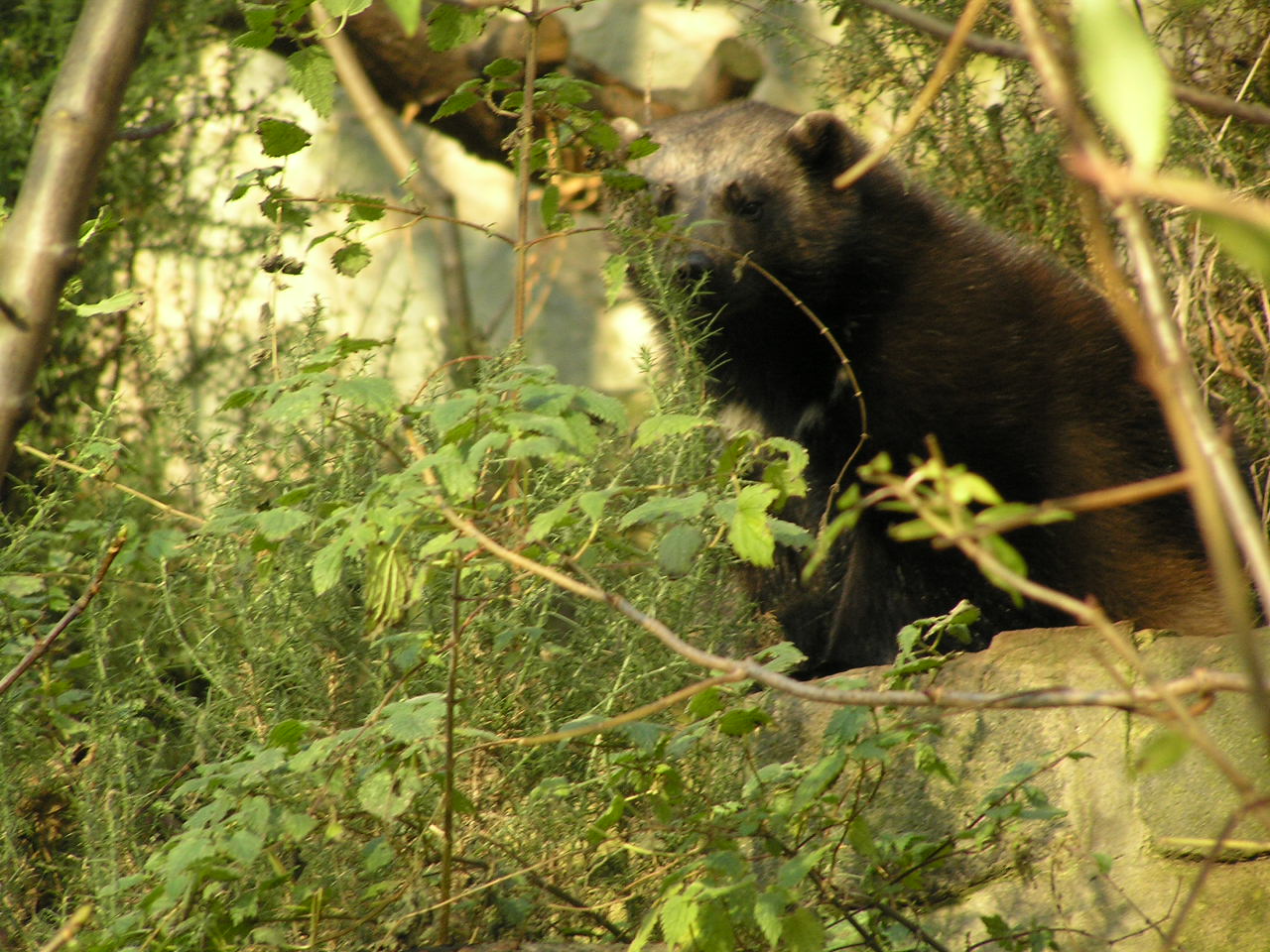 Wolverine - Edinburgh 06