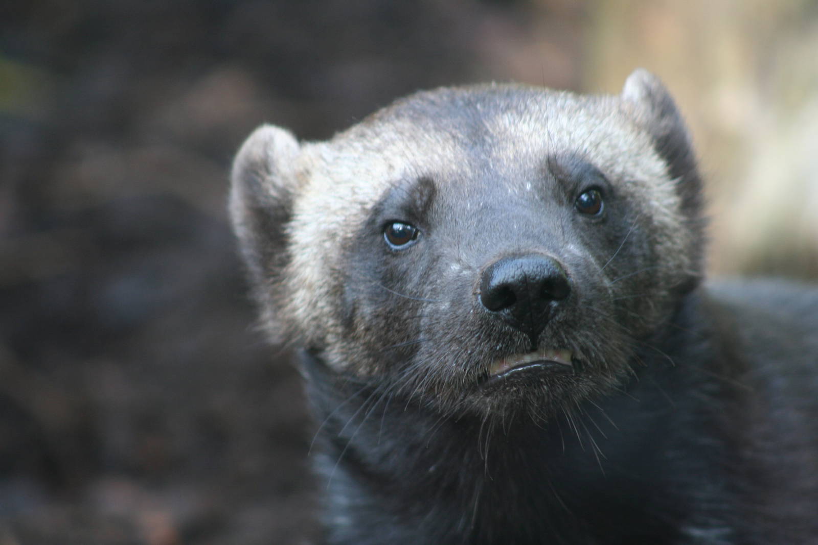 Wolverine @ Edinburgh 20.10.2011