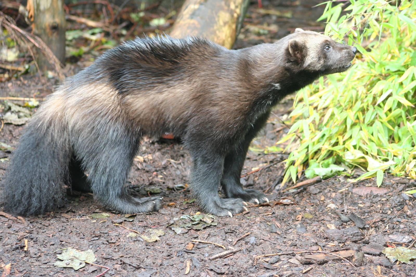 Wolverine @ Edinburgh, 20.10.2012