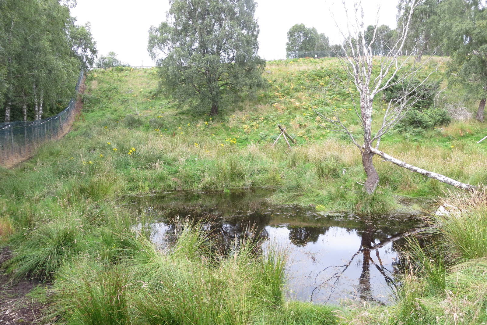 Wolverine enclosure 250815