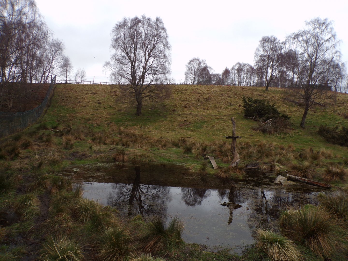 Wolverine enclosure 5.4.24