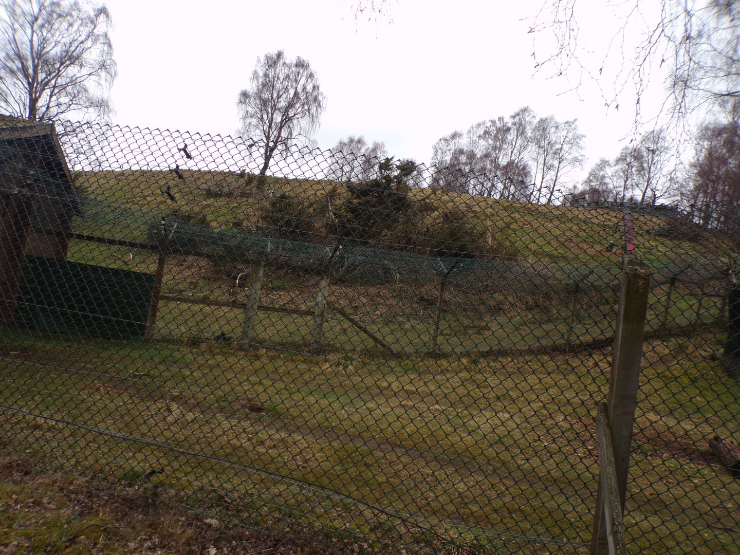 Wolverine enclosure 5.4.24