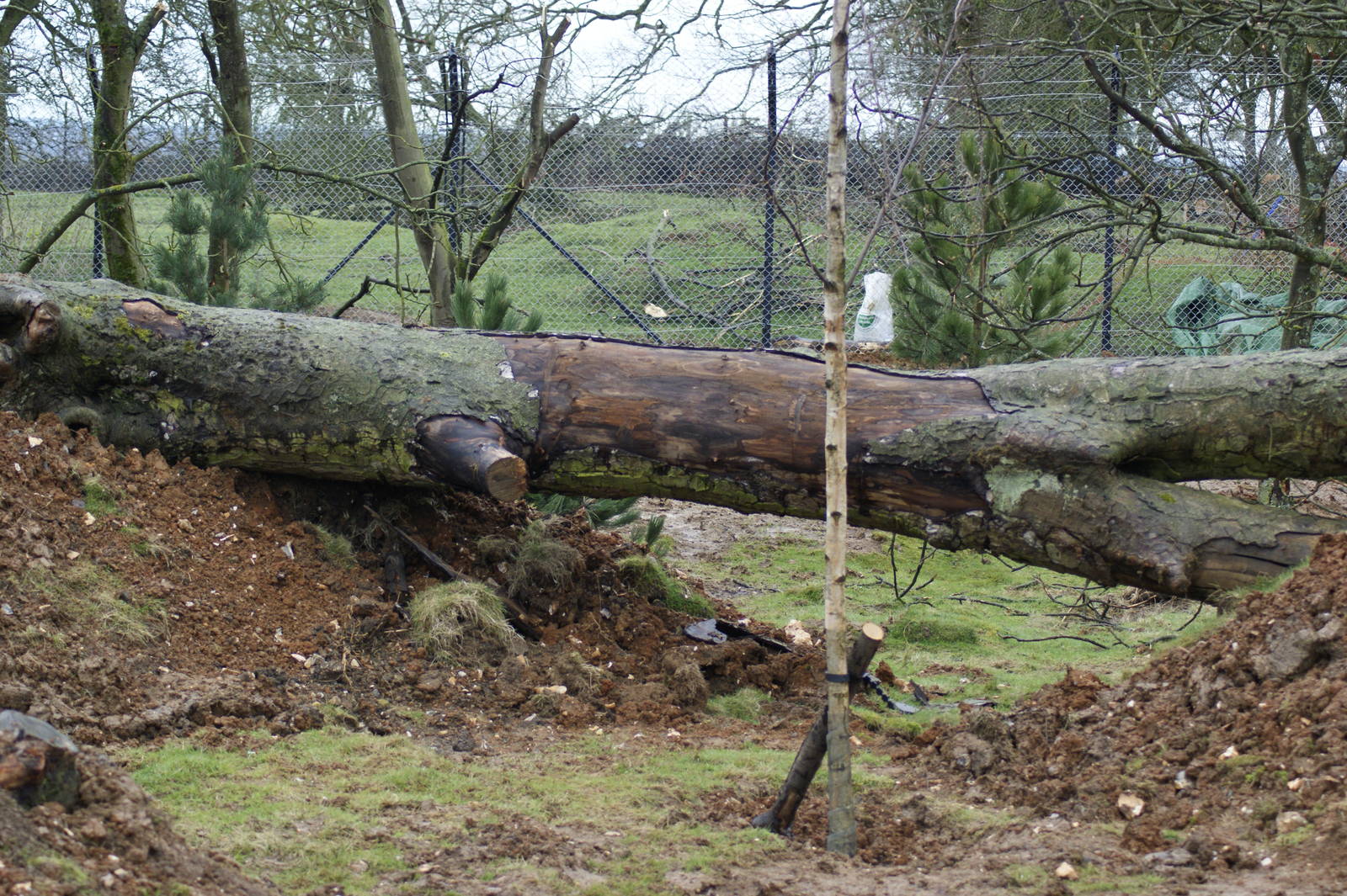 Wolverine enclosure (a work still in progress)