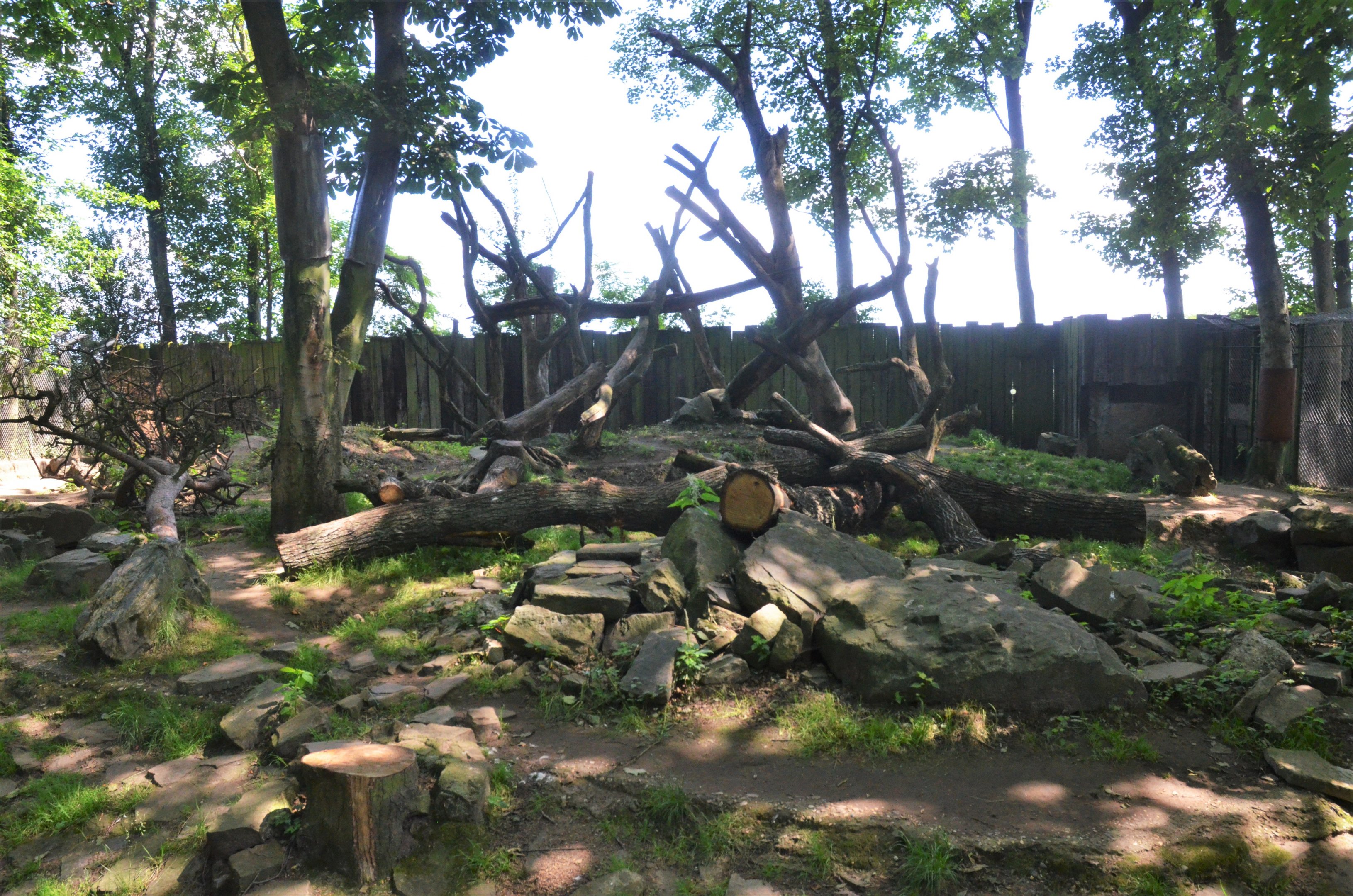 Wolverine Enclosure at Duisburg, 17/06/19