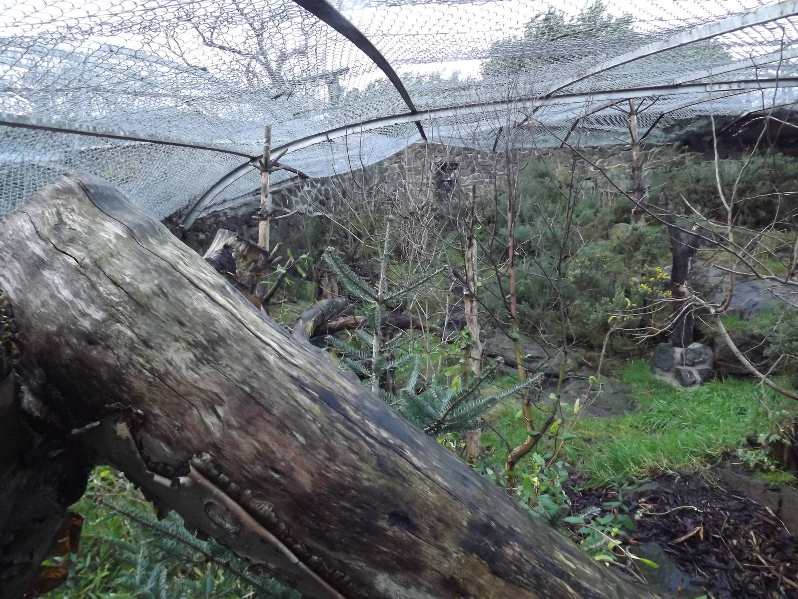 Wolverine enclosure at Edinburgh Zoo 28/12/11