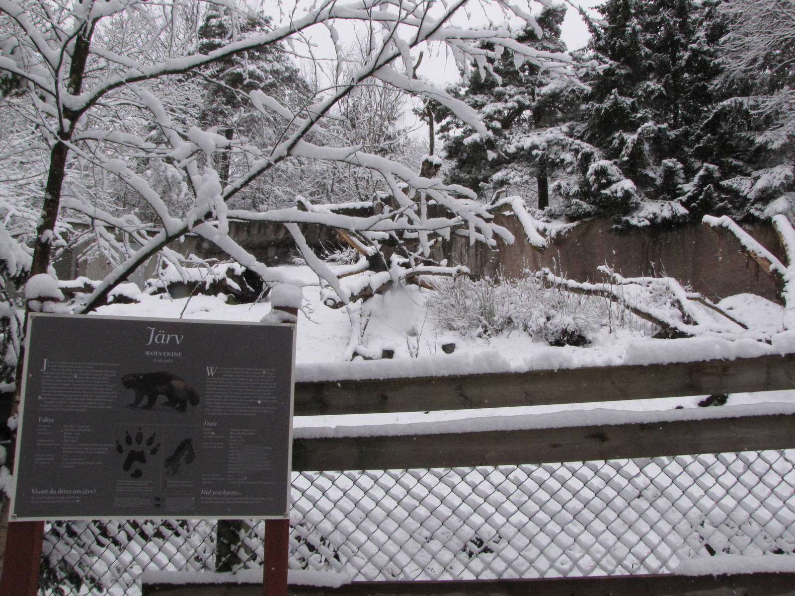 Wolverine enclosure at Skansen