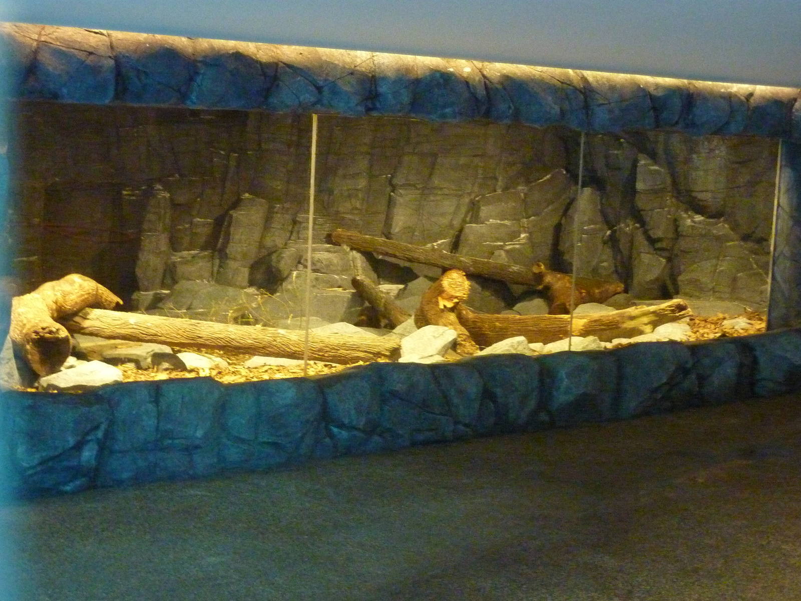 Wolverine enclosure - Frozen tundra