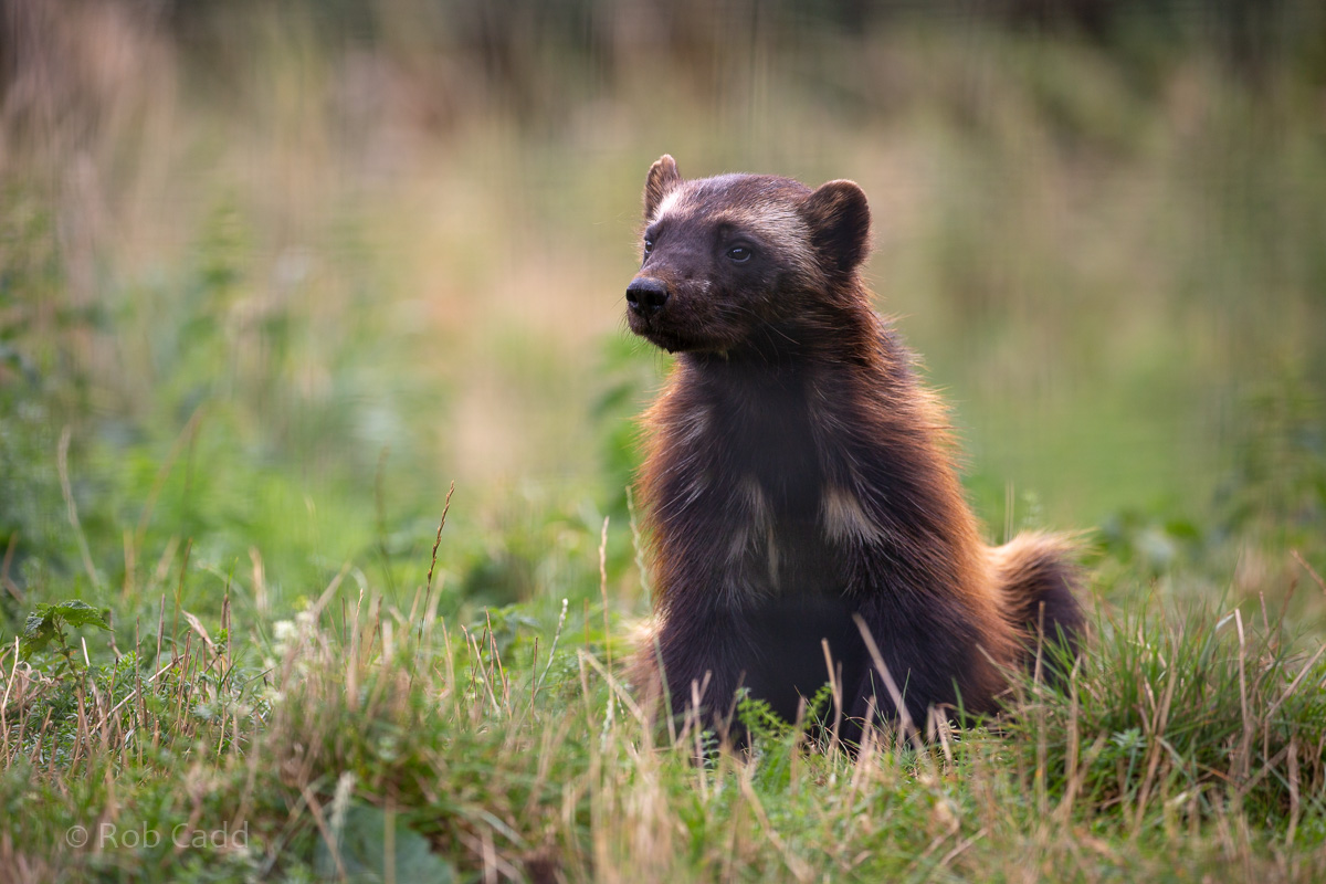 Wolverine (European wolverine) : Whipsnade : 31 Aug 2019