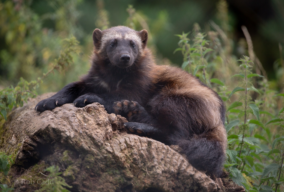 Wolverine (European wolverine) : Whipsnade : 31 Aug 2019