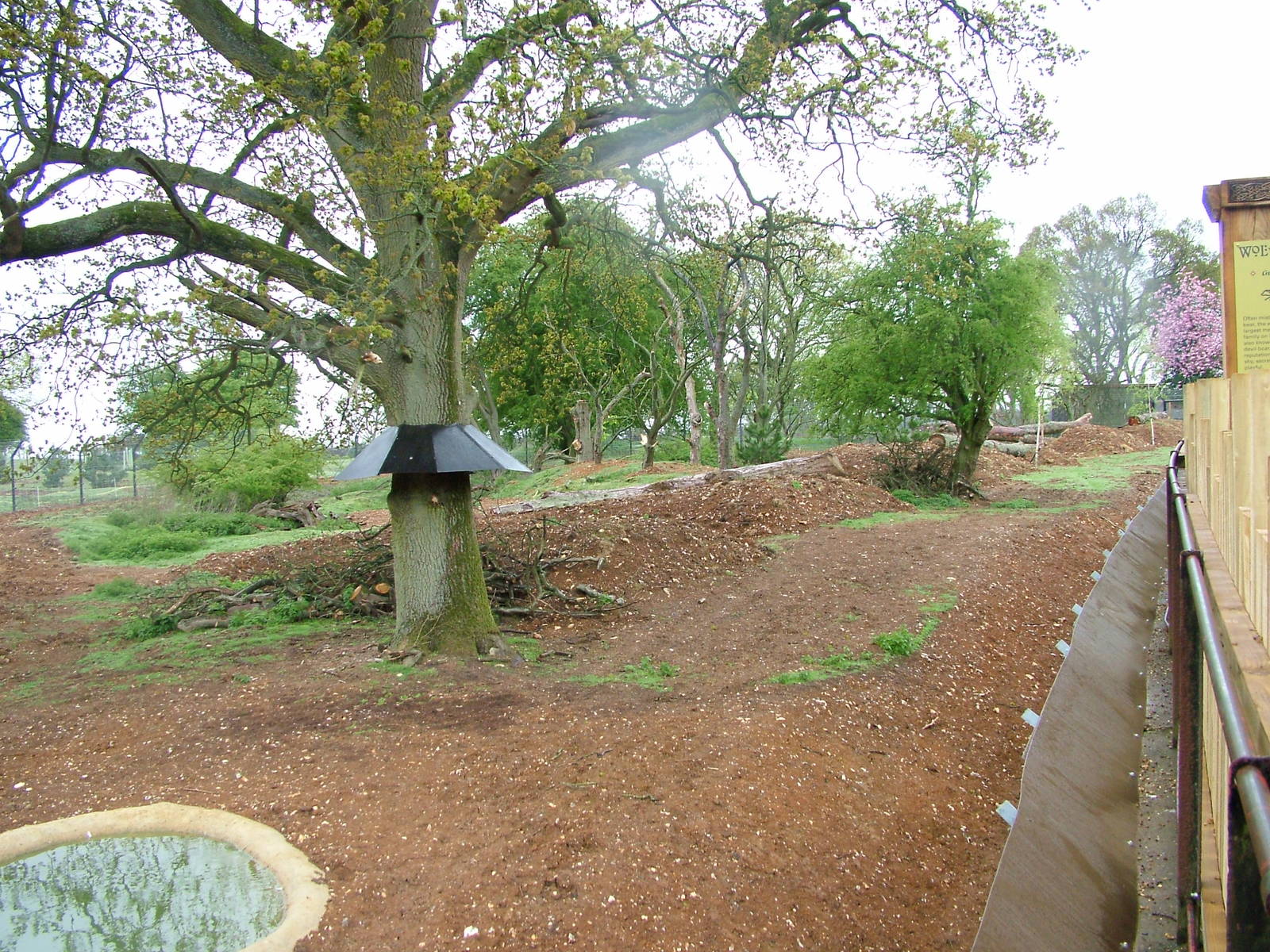 Wolverine exhibit at Whipsnade 08/05/10