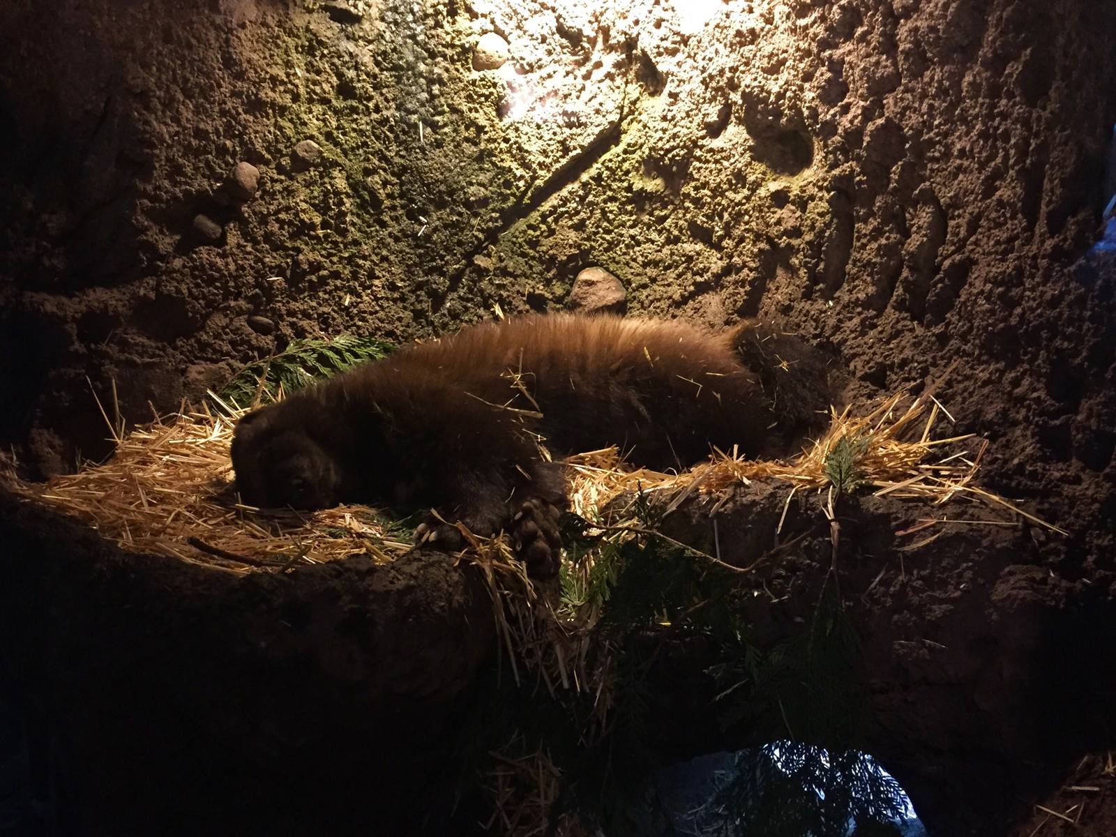 Wolverine Exhibit - Den View