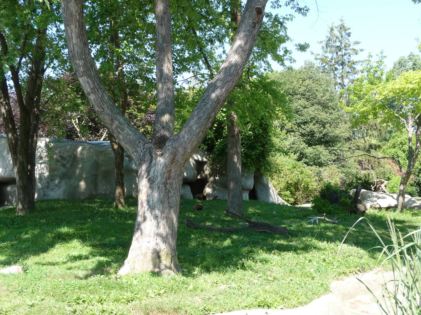 Wolverine Exhibit - Detroit Zoo