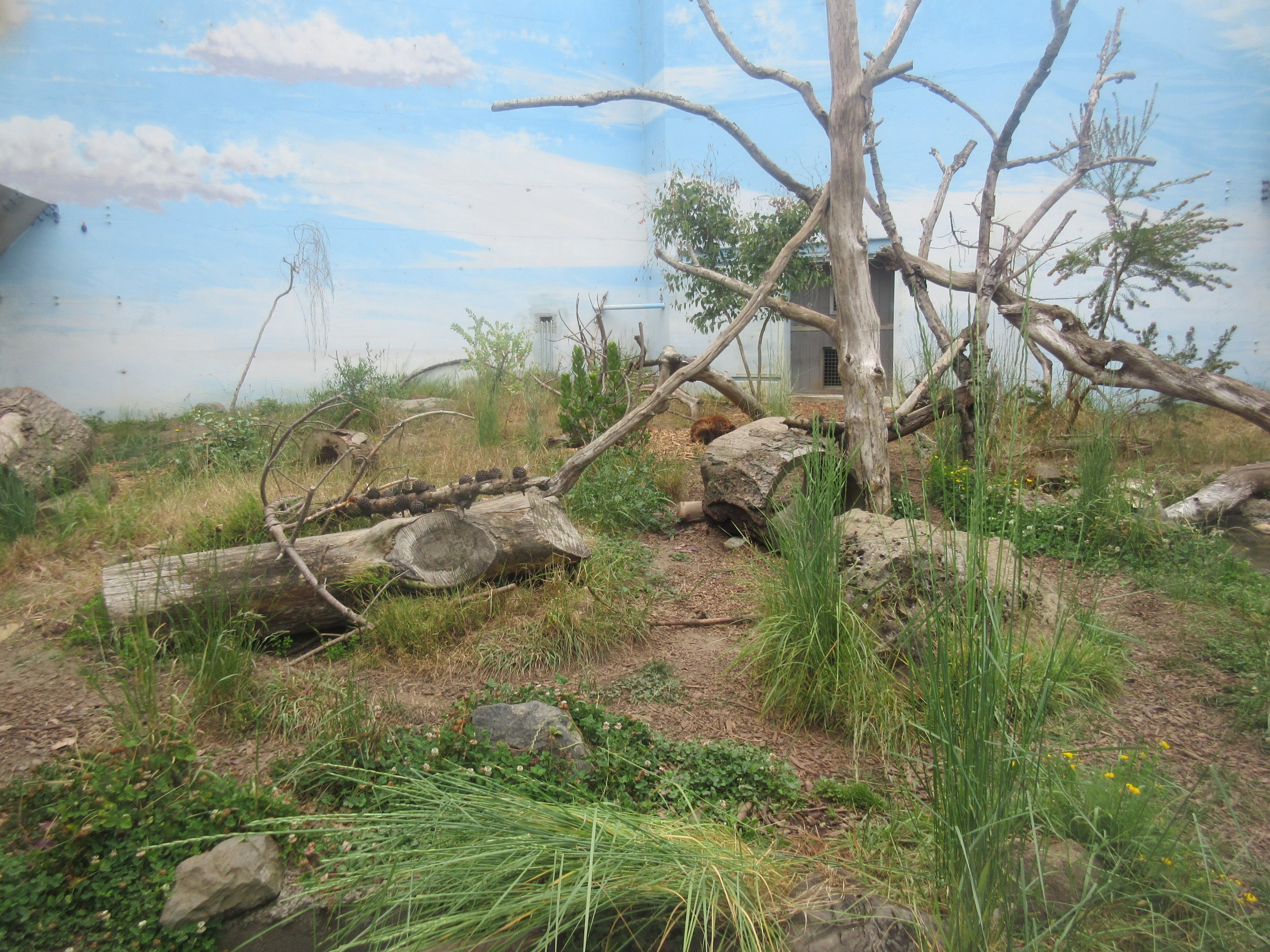 Wolverine Exhibit (new species added in 2014)