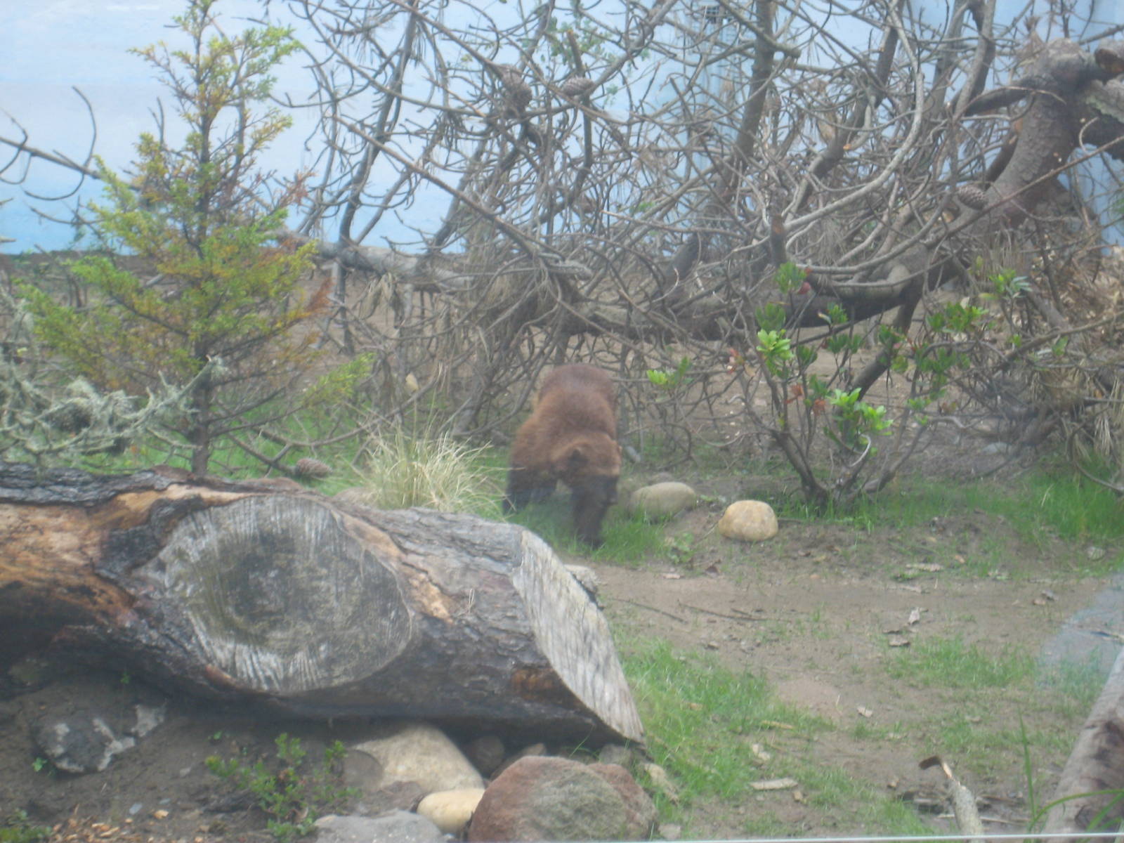 Wolverine Exhibit (Now Occupied!)