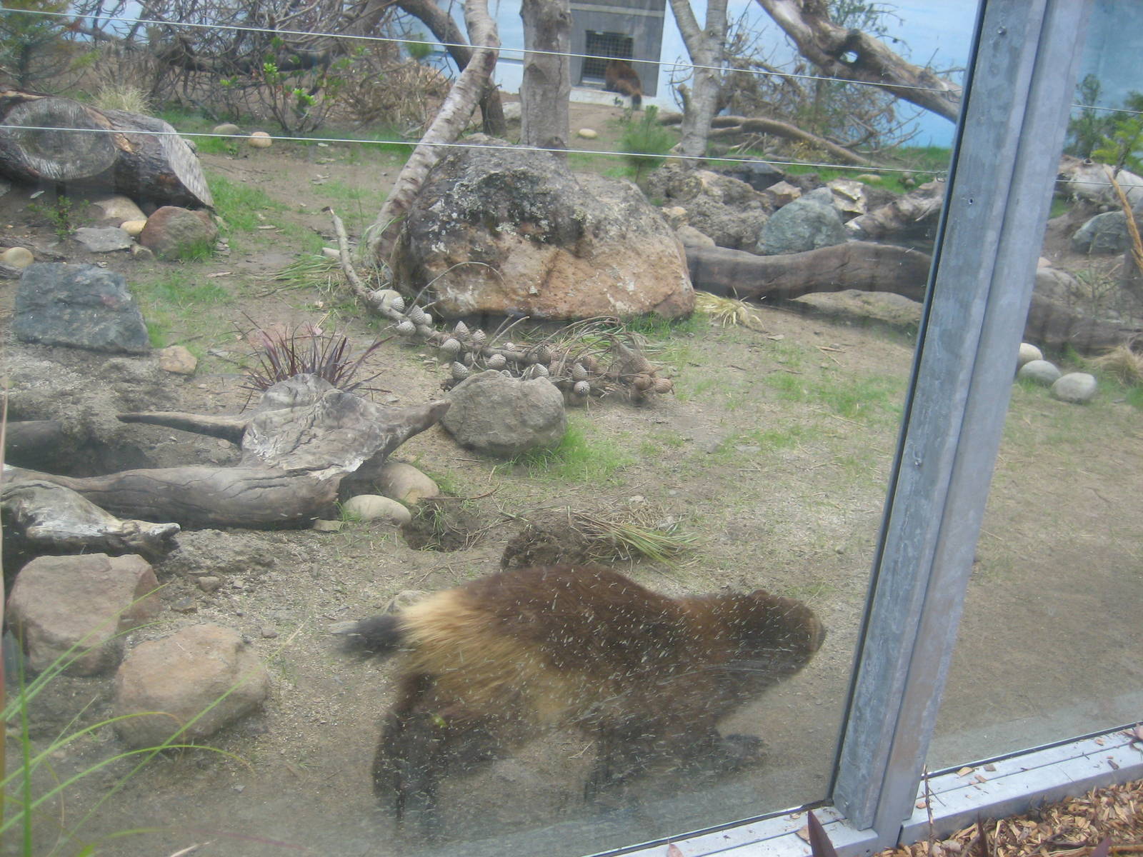 Wolverine Exhibit (Now Occupied!)