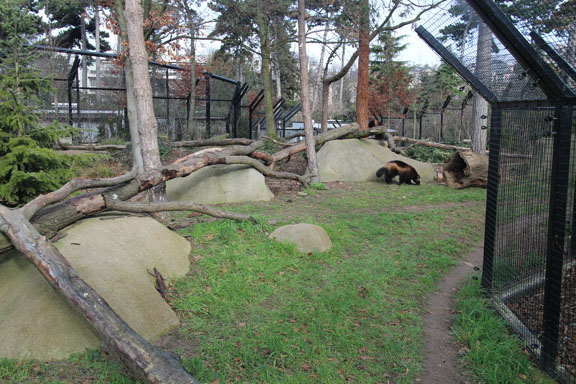 wolverine exhibit