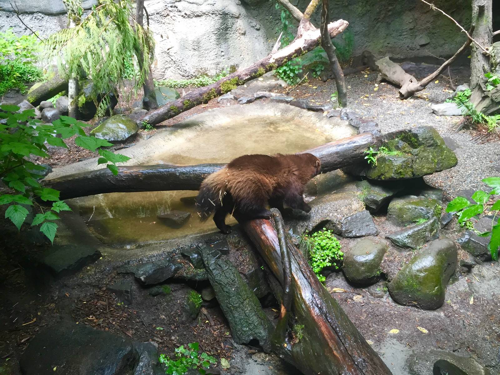 Wolverine Exhibit