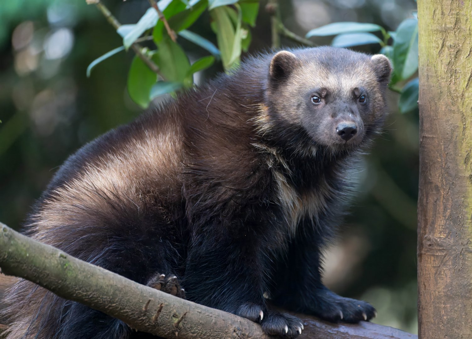 Wolverine (f) CWP, UK