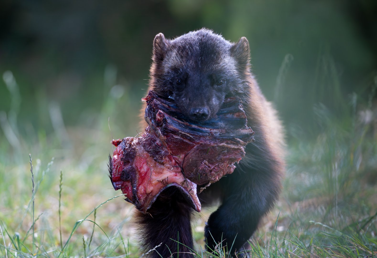 Wolverine (f), Fi, ZSL Whipsnade, UK