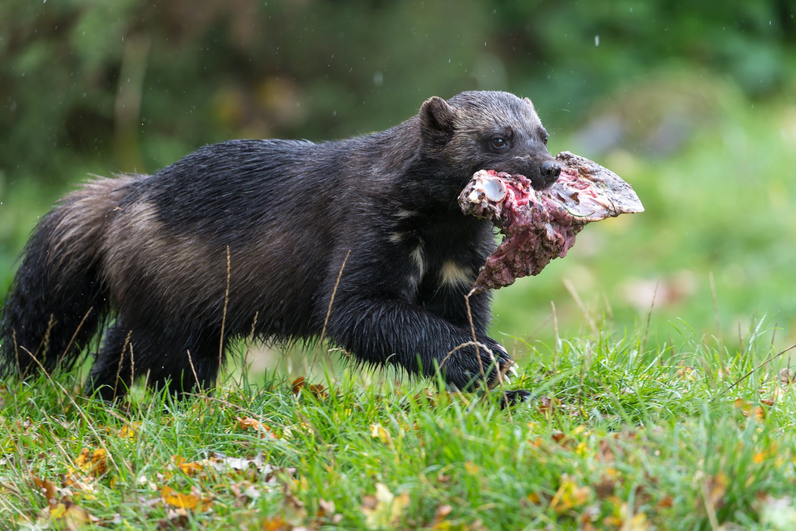Wolverine (f) Fiti / Fi, ZSL Whipsnade, UK