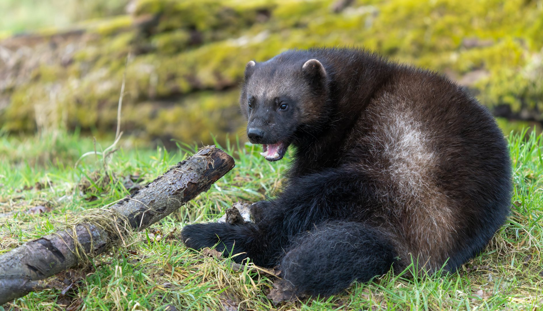 Wolverine (f), Fitti / Fi, ZSL Whipsnade, UK