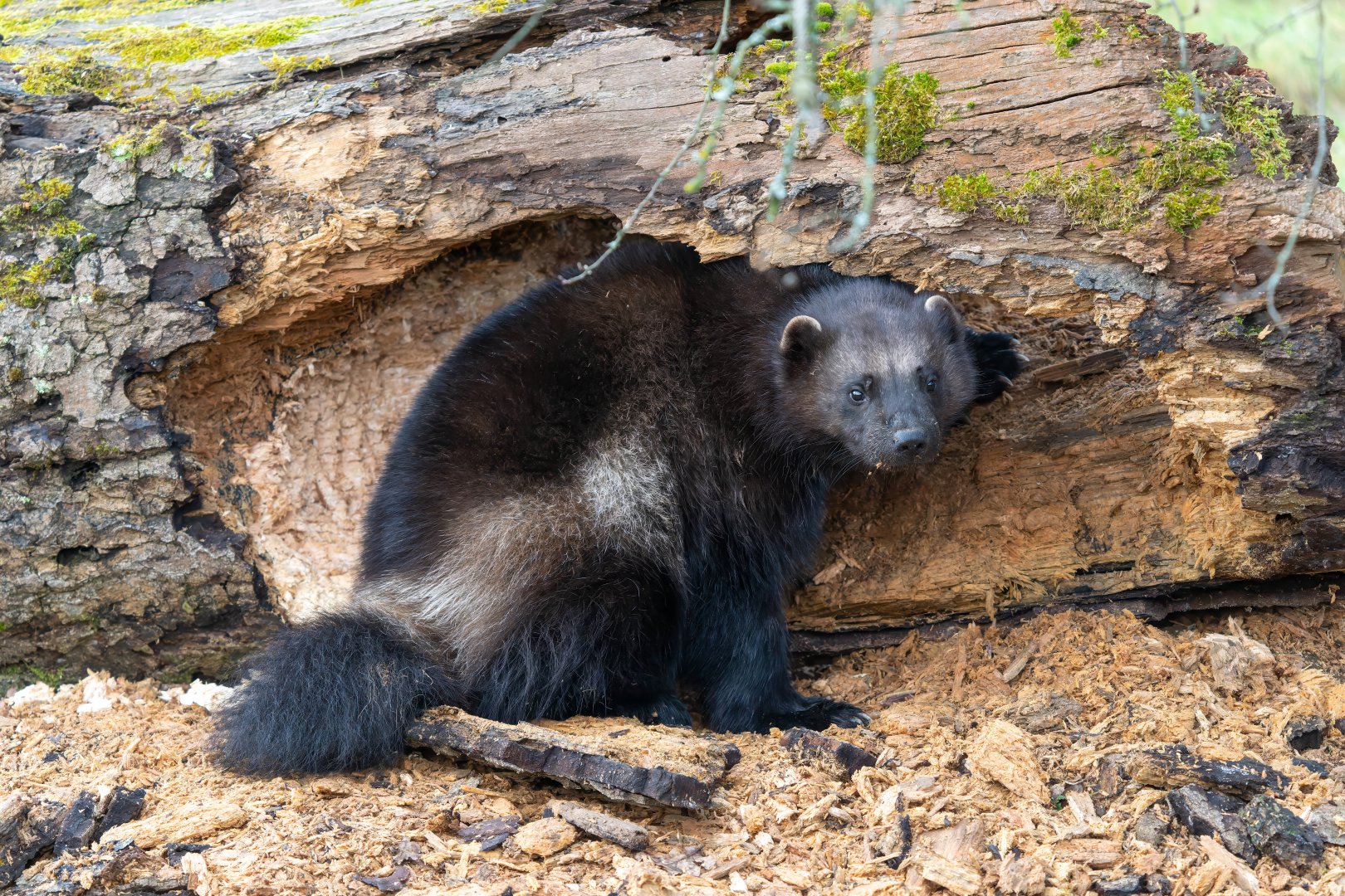 Wolverine (f), Fitti / Fi, ZSL Whipsnade, UK