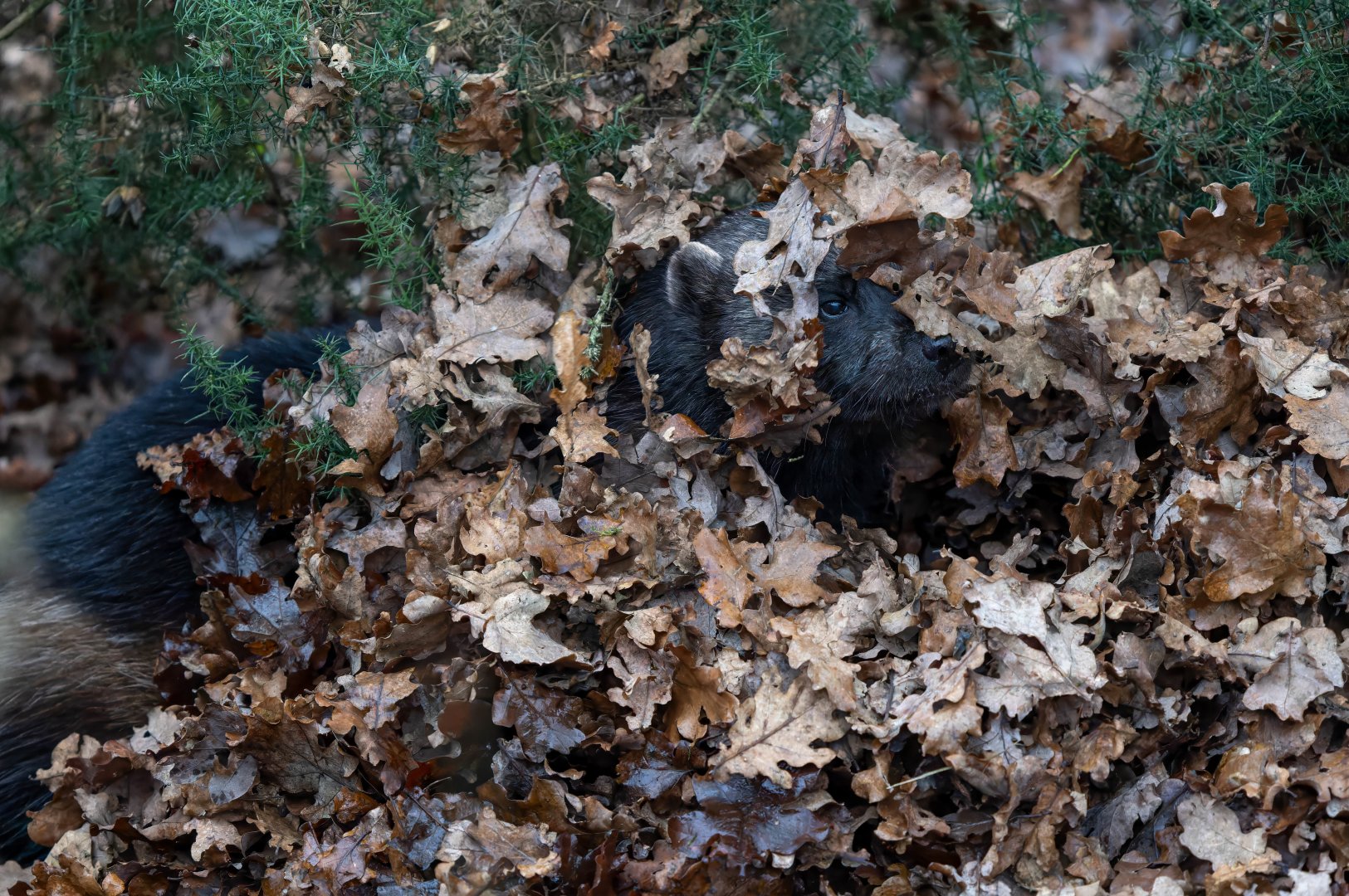 Wolverine (f), ZSL Whipsnade, UK