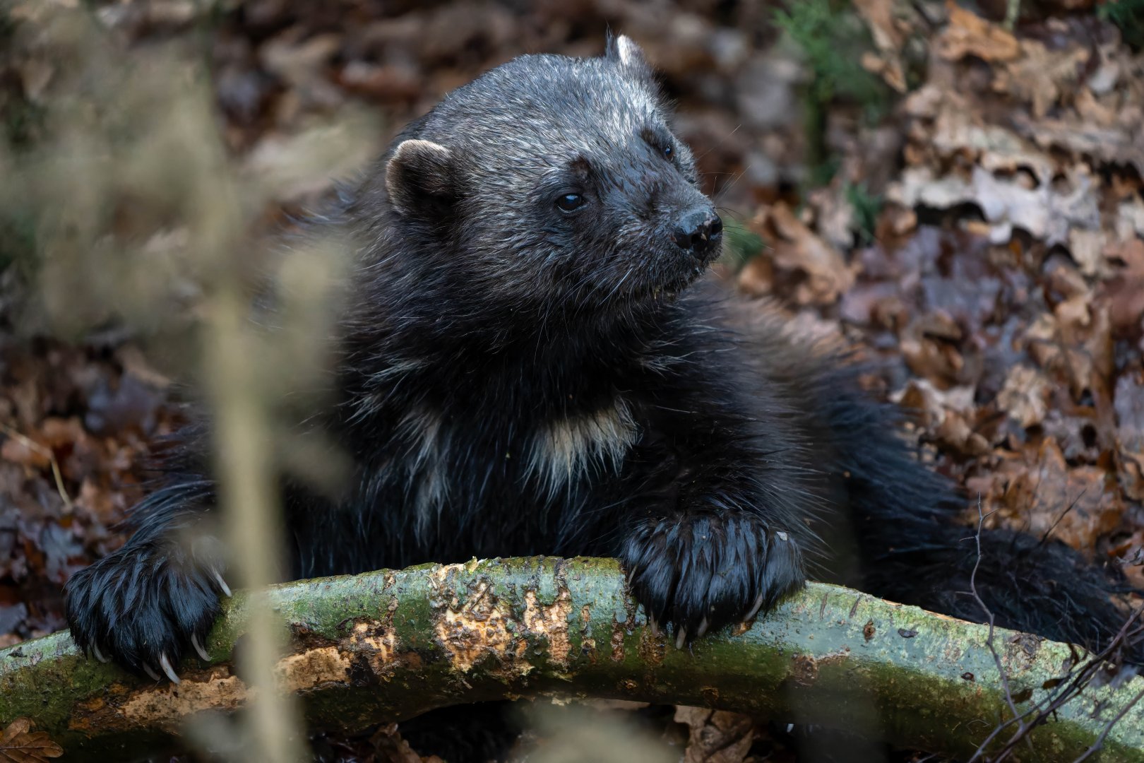Wolverine (f), ZSL Whipsnade, UK